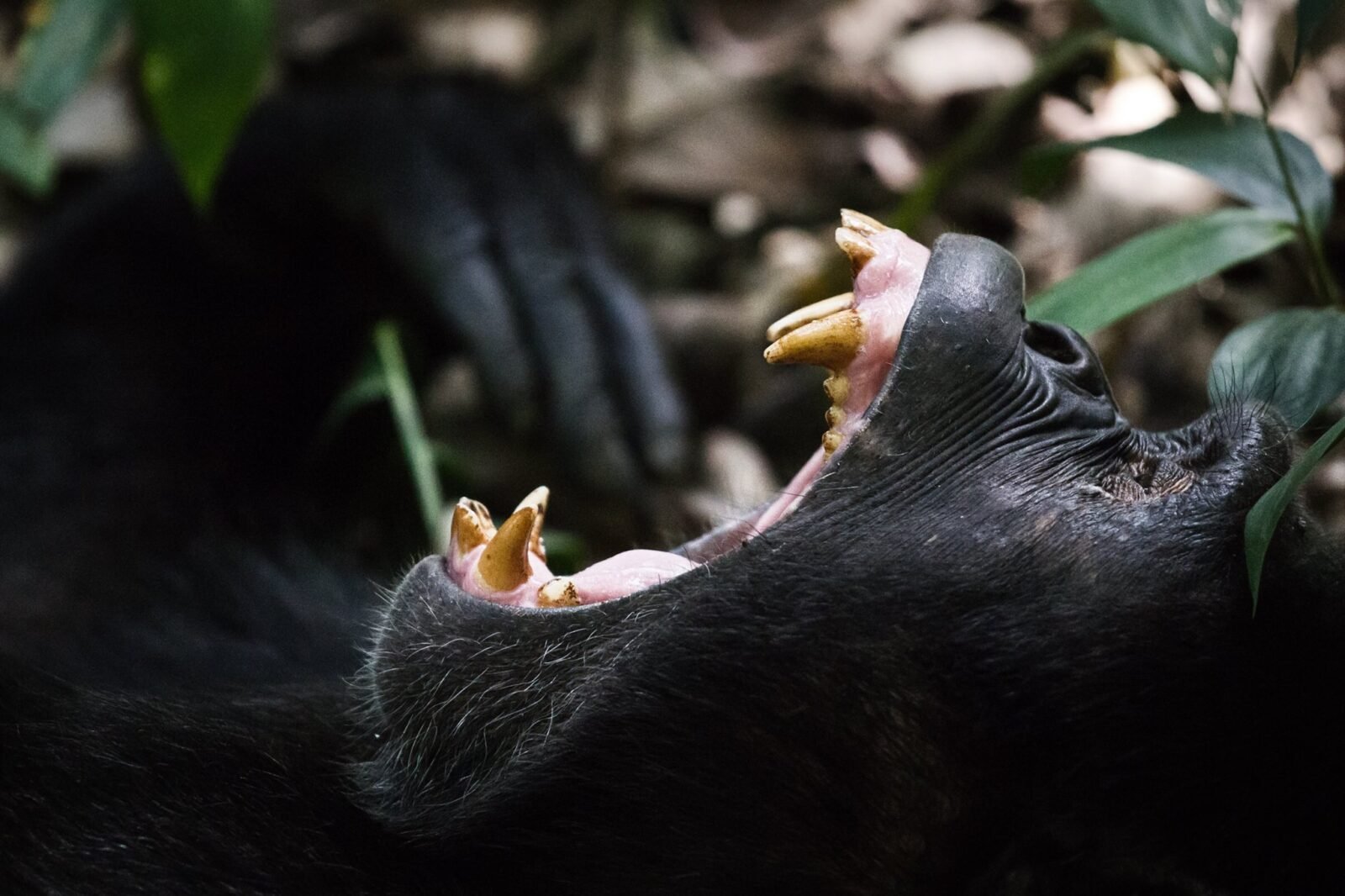 7 Days Gorilla Safaris