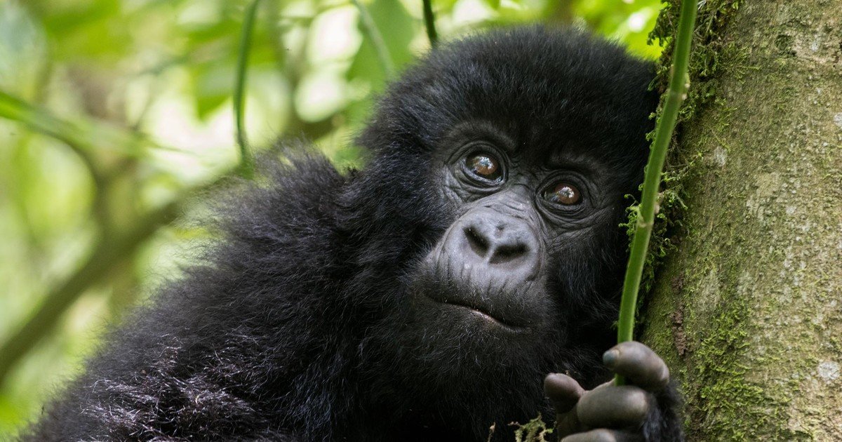 11 Days Uganda & Rwanda