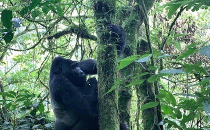 Uganda Gorilla Safari