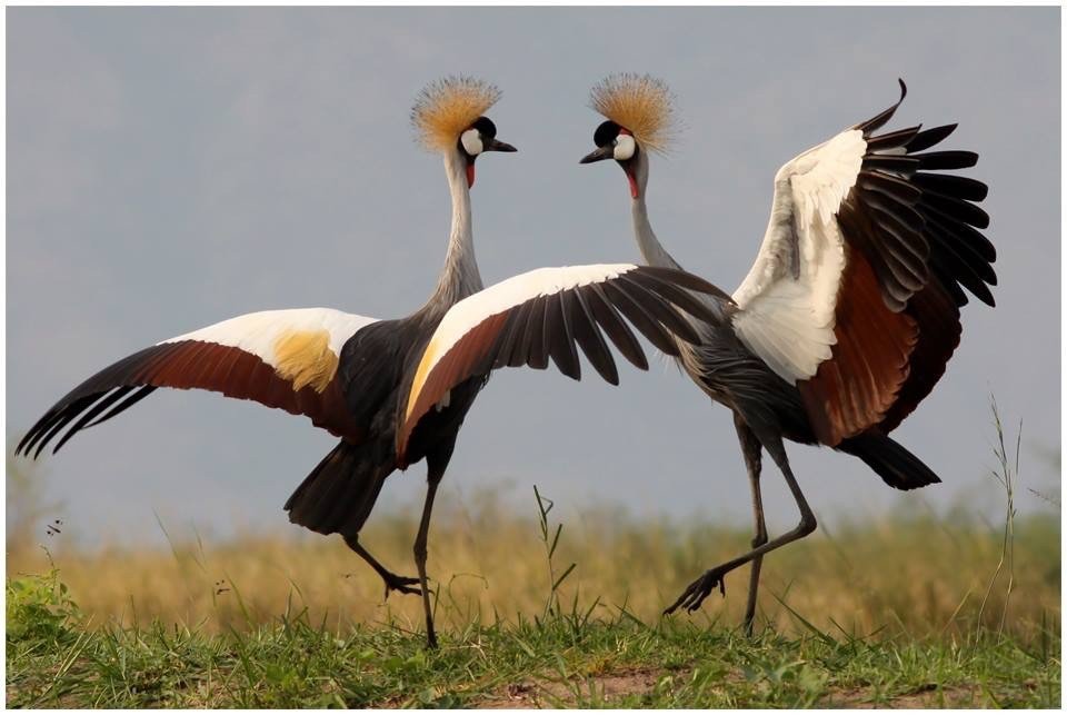 Uganda Pearl of Africa