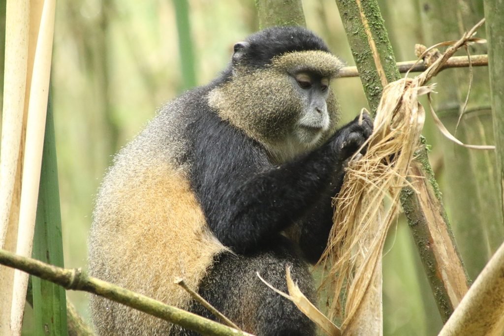 Rwanda Uganda Gorilla safaris