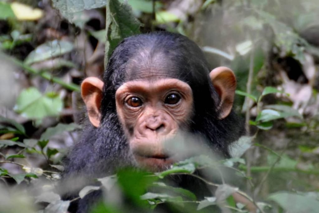 Discover chimpanzee in Kibale on 6 days Uganda safari
