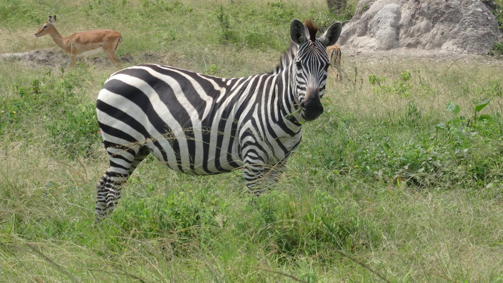Lake Mburo National Park