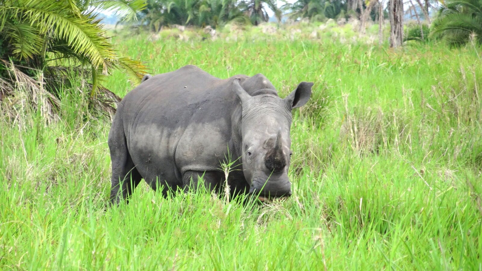 Ziwa Rhino Sanctuary Uganda