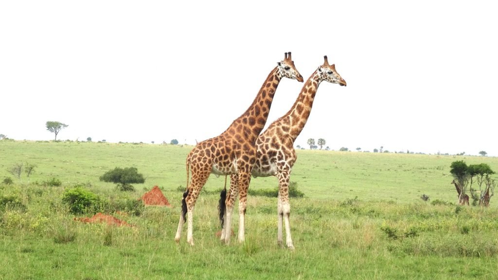 Uganda Safari Holiday