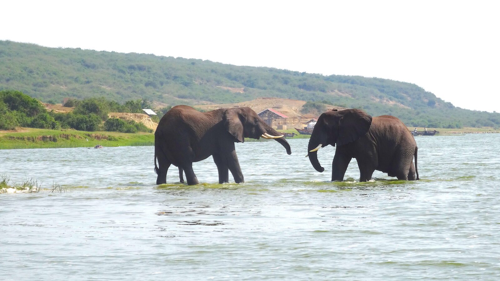 5 Days Uganda Safari Holidays