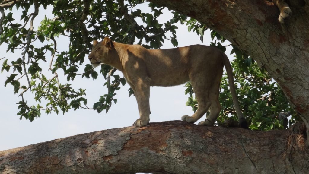 7 Days Rwanda Uganda Gorilla Trekking 