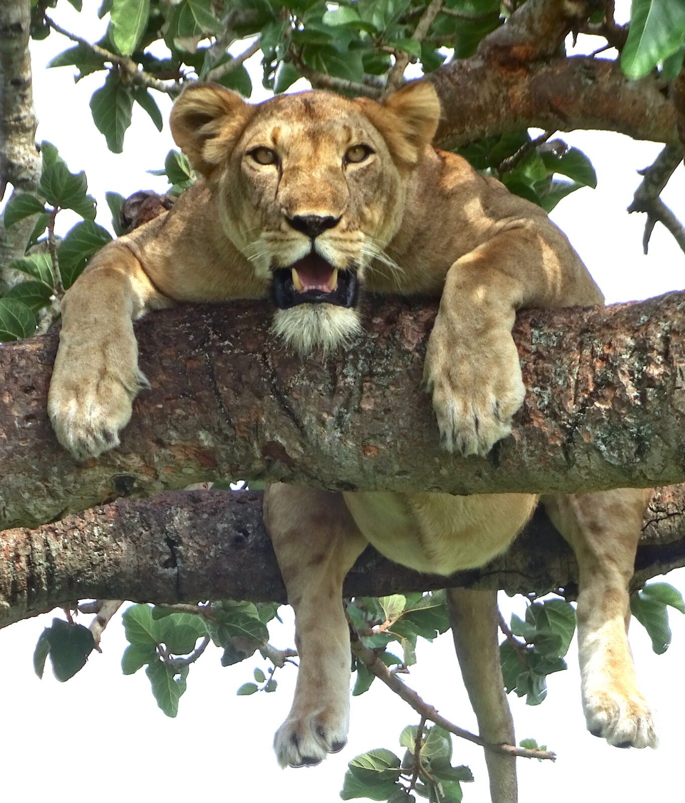Uganda Flying Safaris