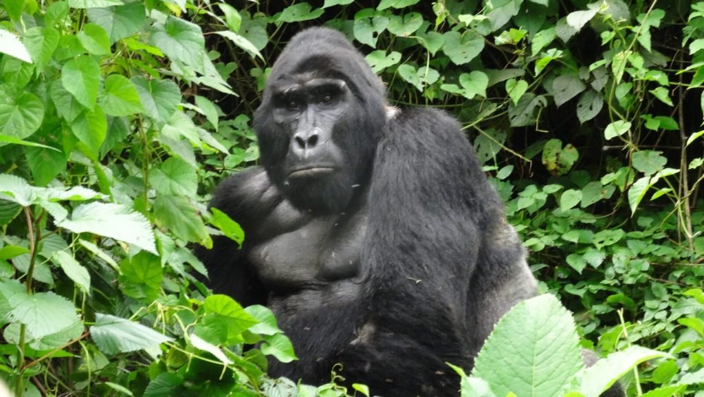 4 Days Uganda Wildlife Safari