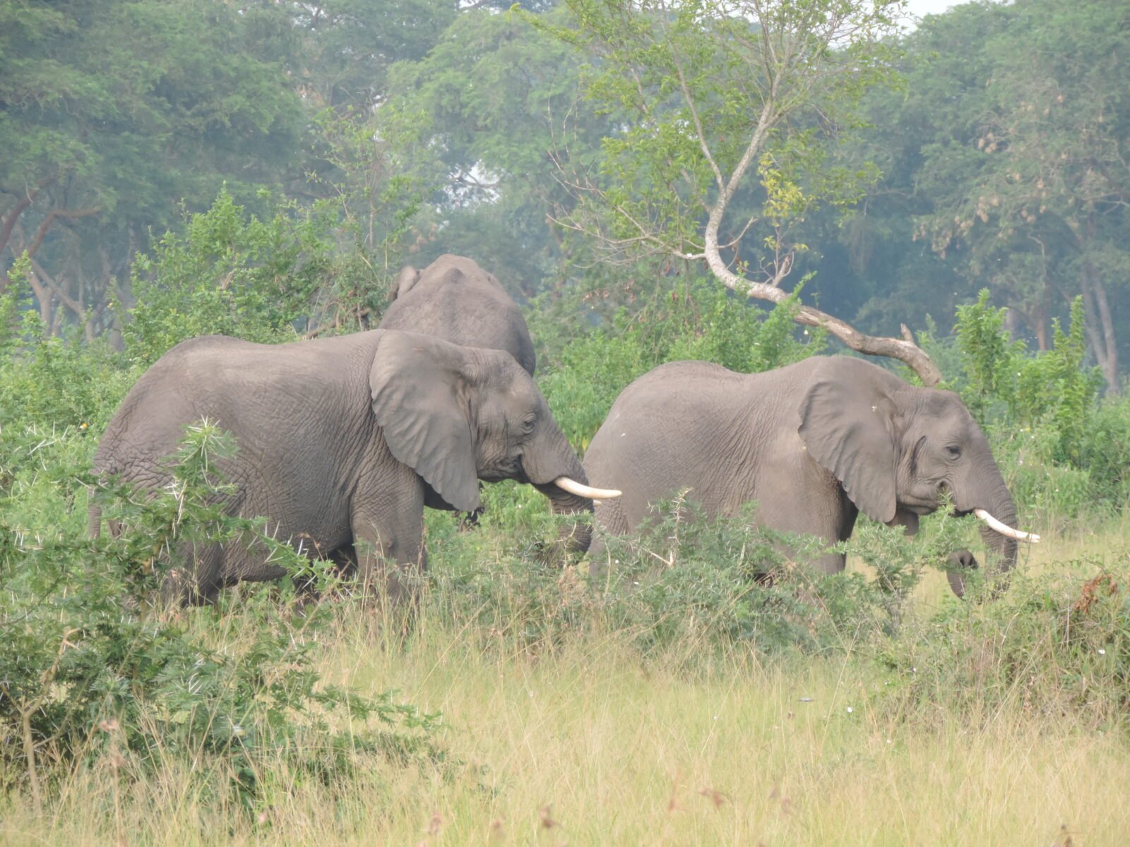 3 Days Uganda Adventure Safari