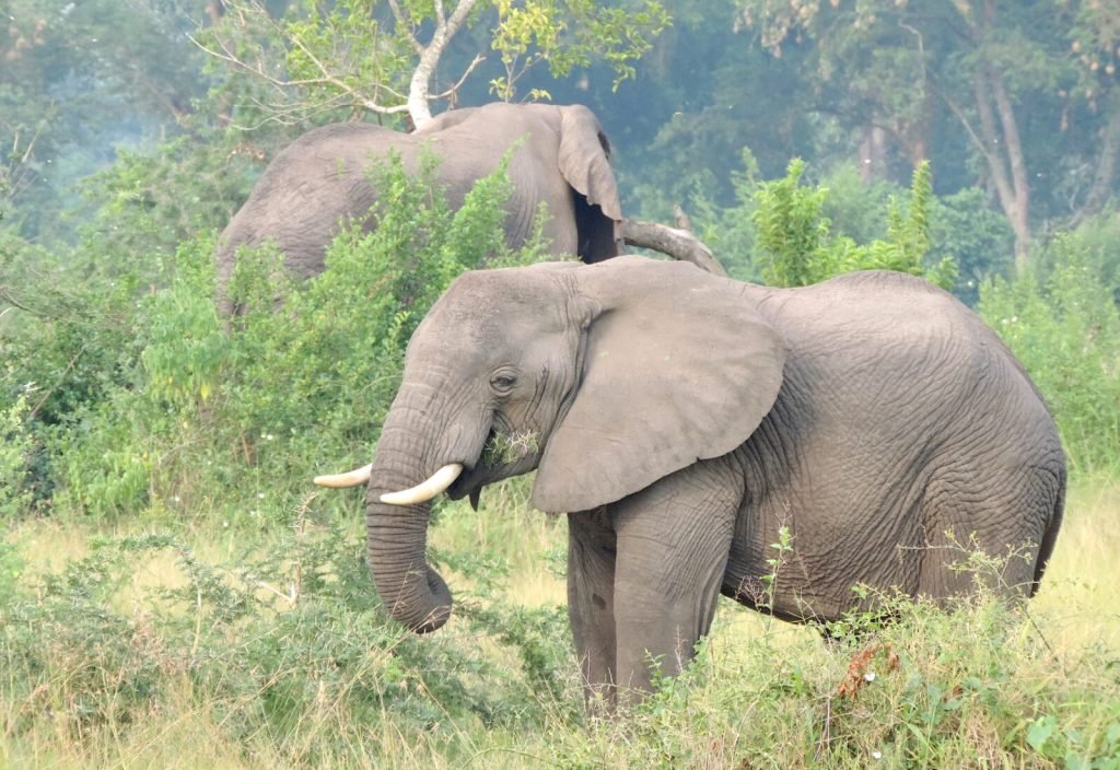 Short Uganda Safaris