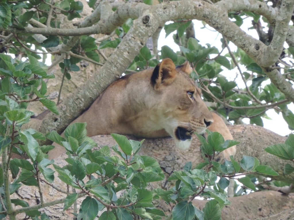 Affordable Uganda Safaris Tour 