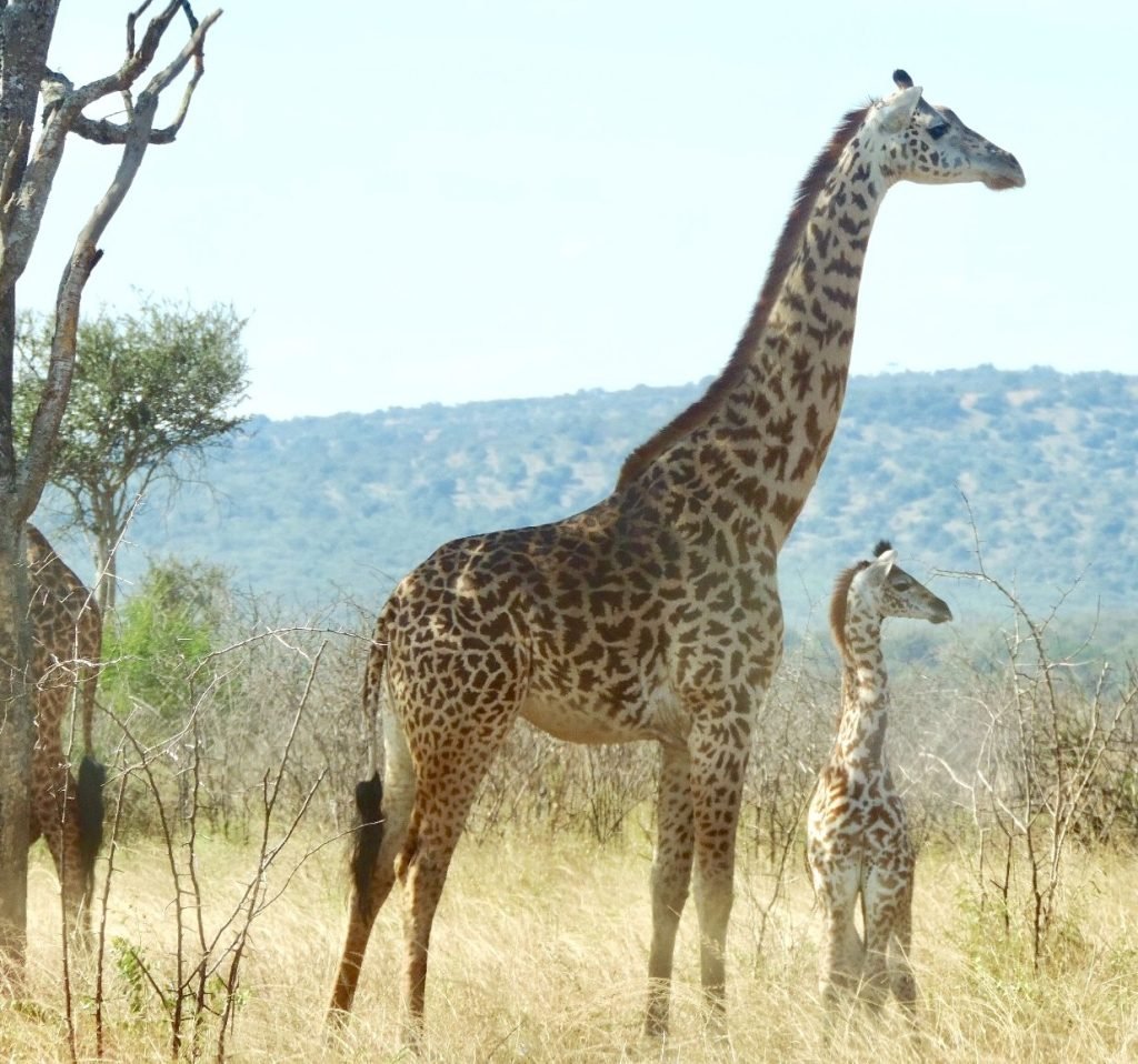 6 Days Rwanda Gorilla Safaris