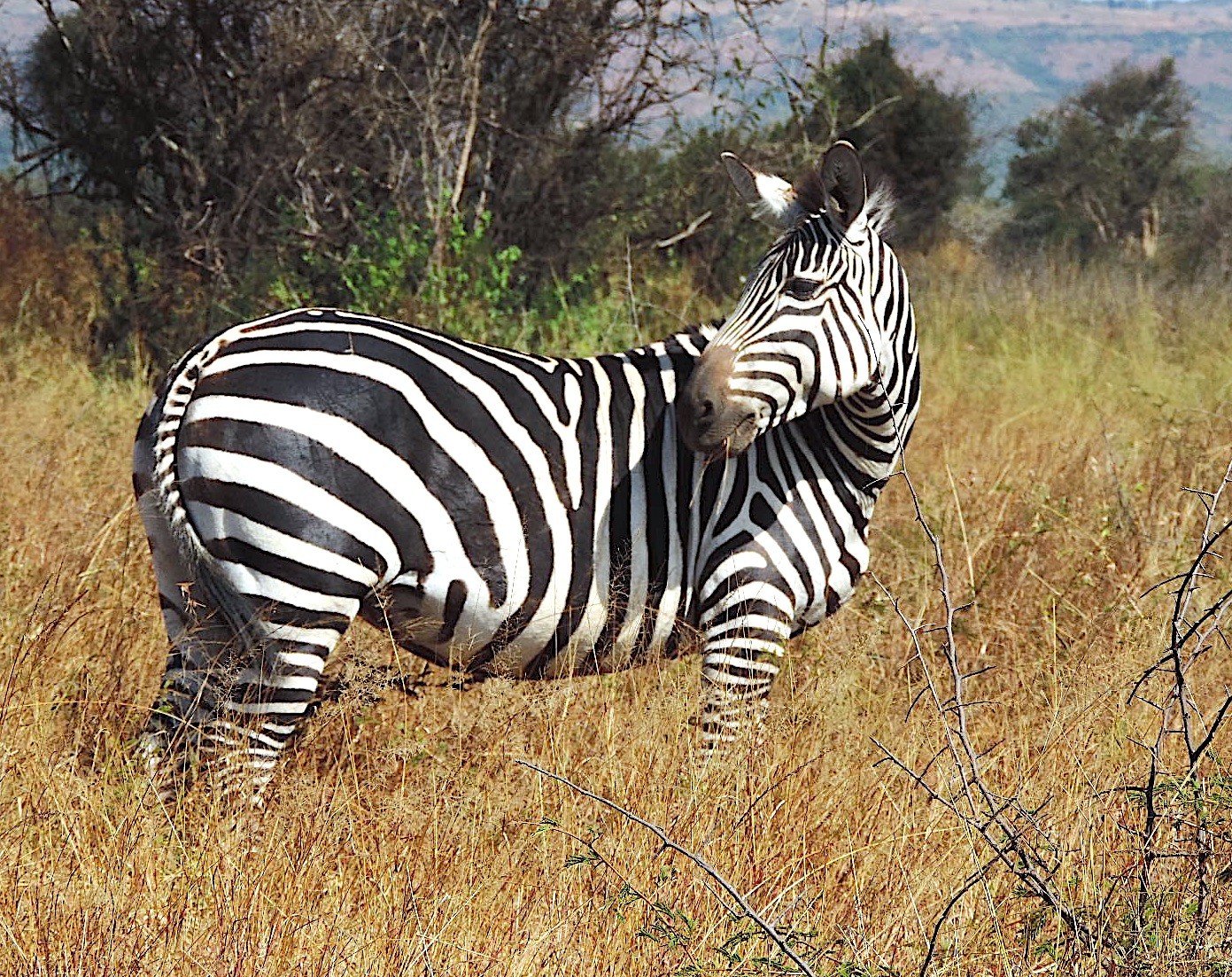 3 Days Rwanda wildlife Safari