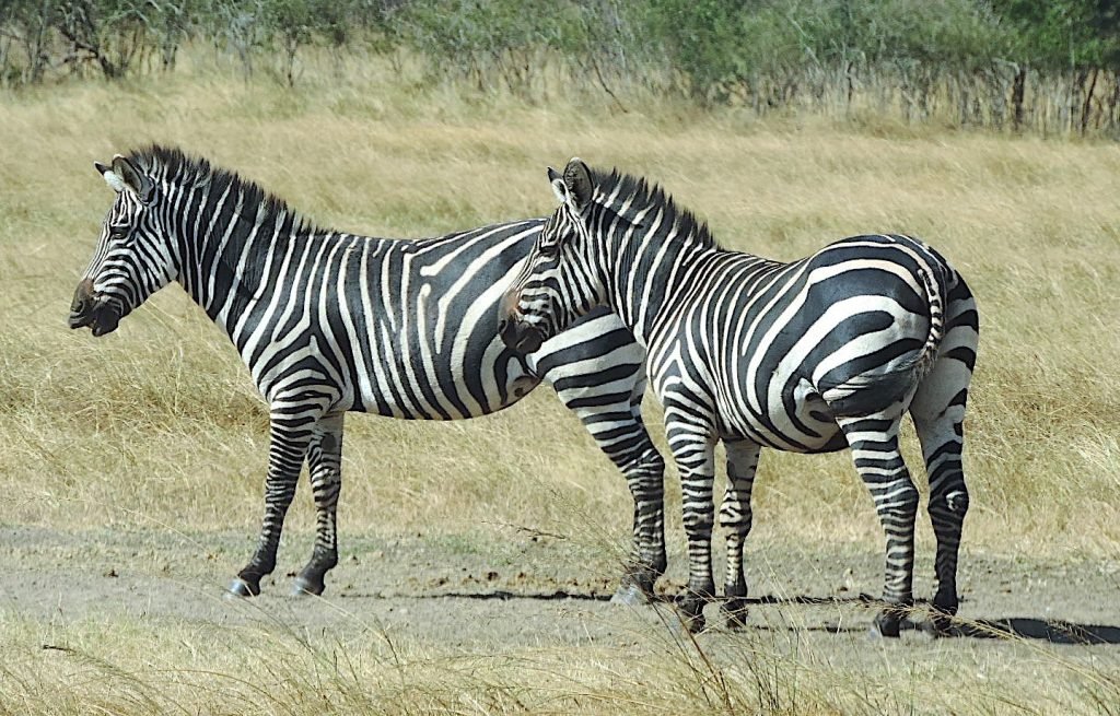 3 Days Rwanda wildlife Safari