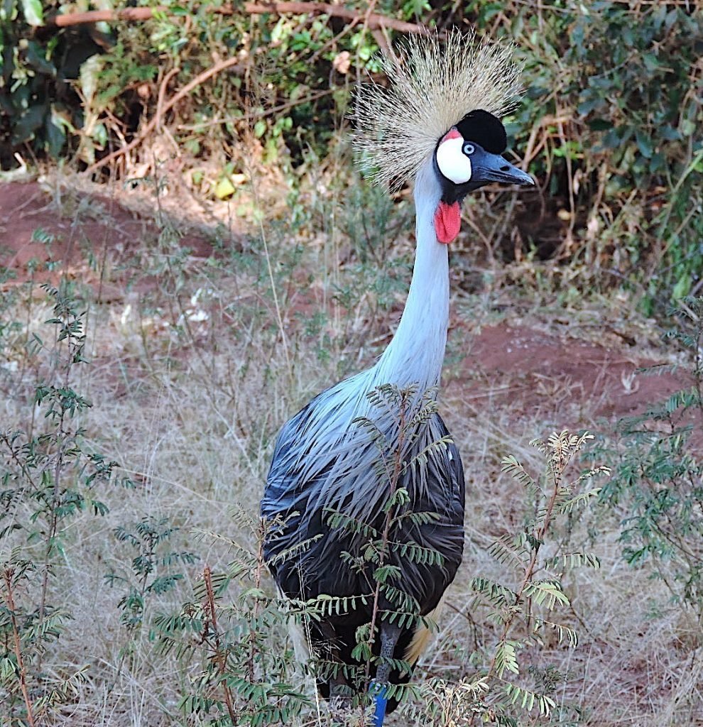 3 Days Rwanda wildlife Safari