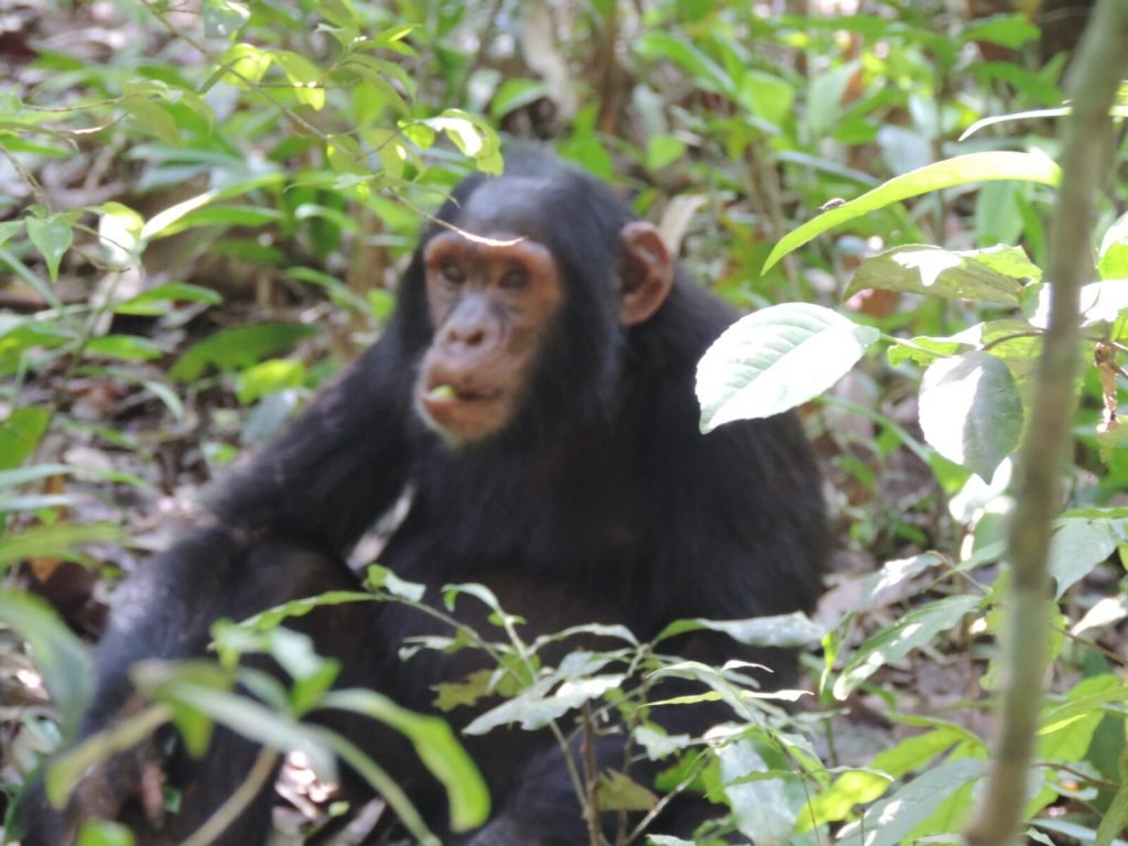 3 Days Chimpanzee tracking Safari
