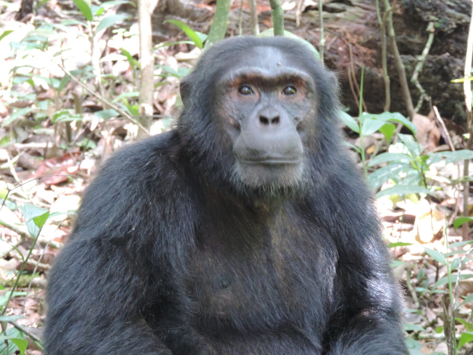Cheap Uganda Safari Tours