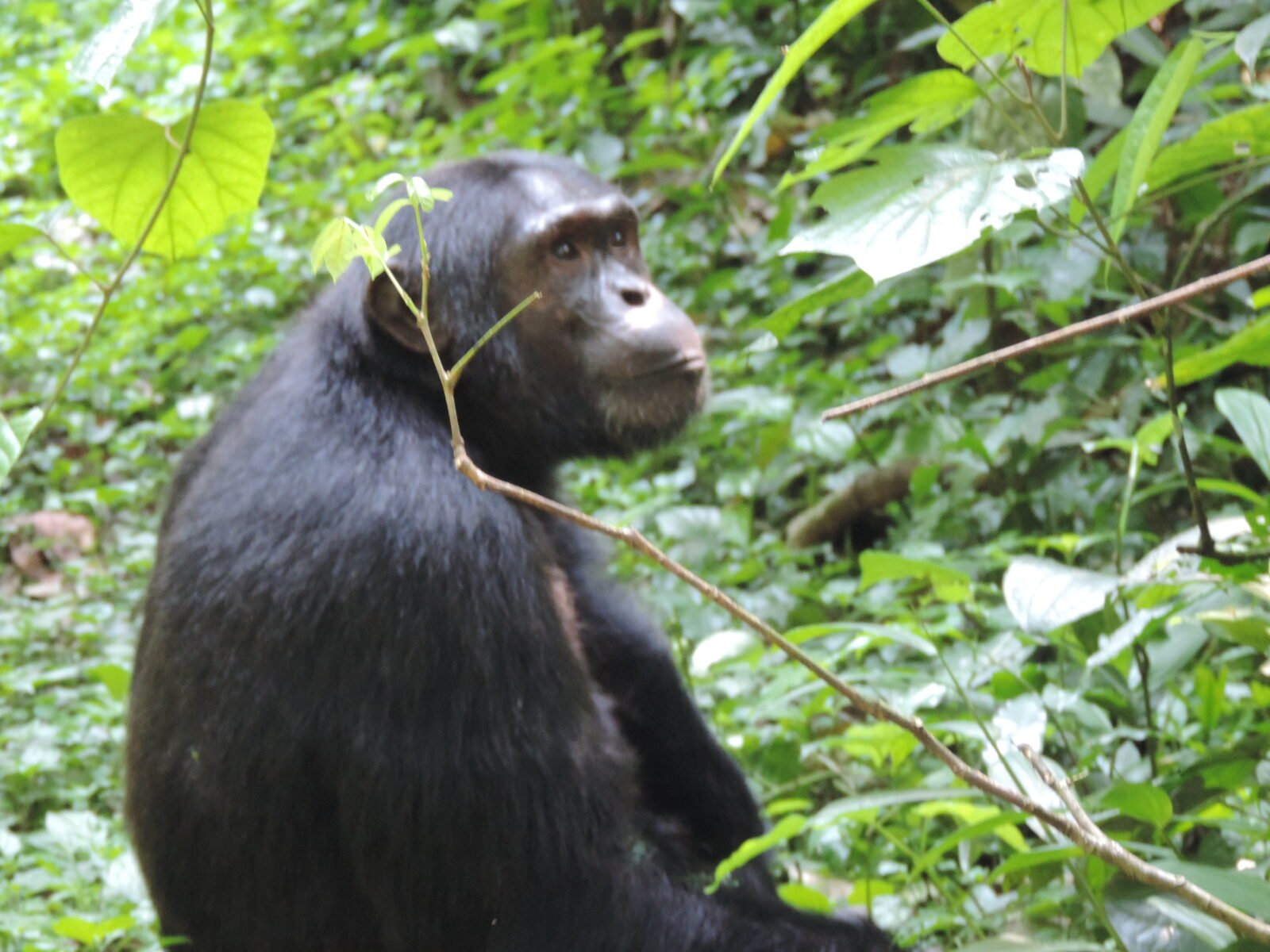 3 Days Chimpanzee tracking Safari