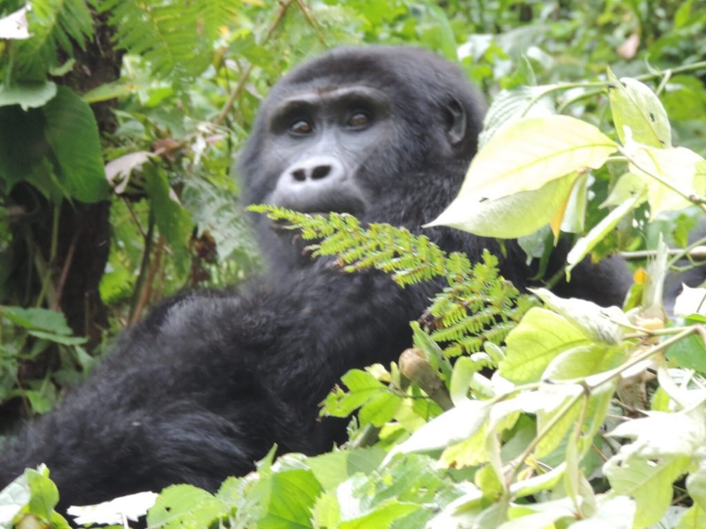 Gorillas permit in Uganda 
