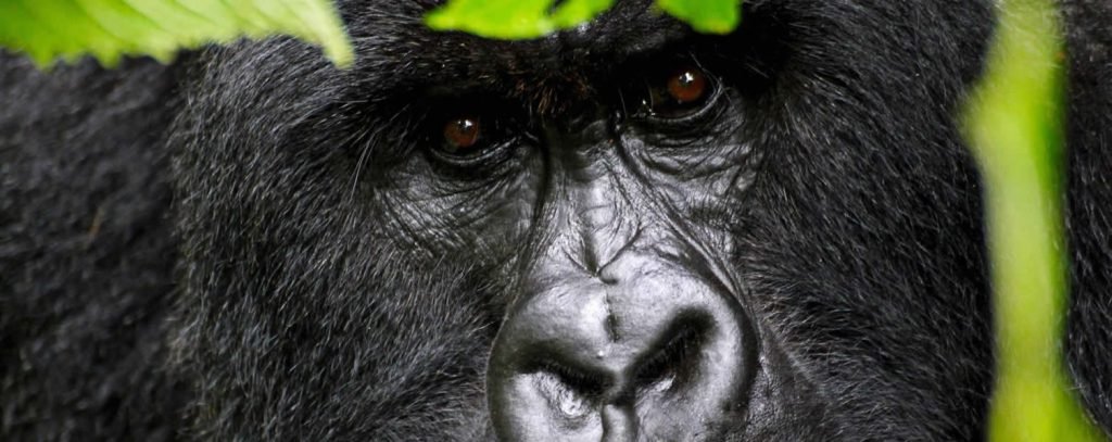 4 Days Gorilla Trekking Uganda