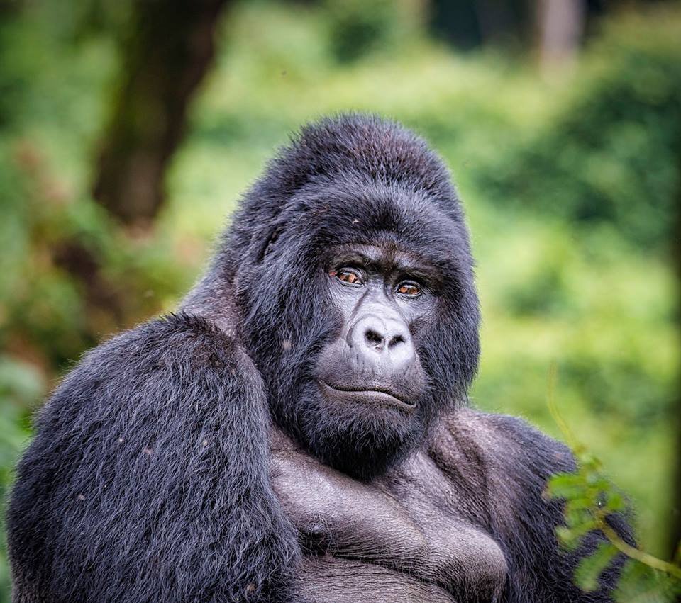 Budget Gorilla Trekking Safaris