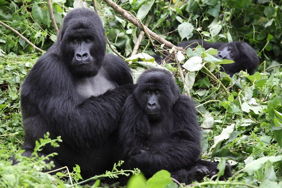 Uganda Rwanda Safari tours 