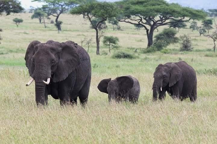 Affordable Uganda Safaris – 5 Days