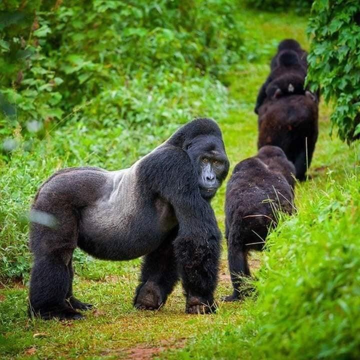 7 Days Budget Gorilla Trekking