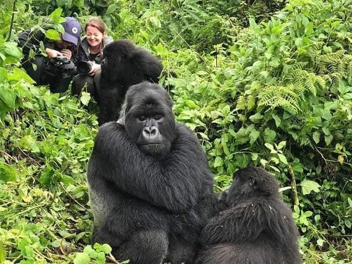 7 Days Budget Gorilla Trekking