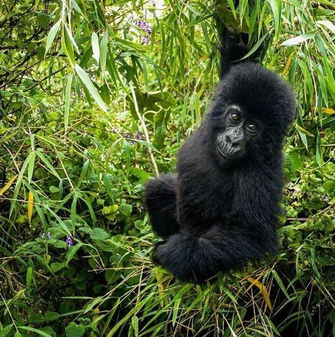 List of things to pack for gorilla trekking