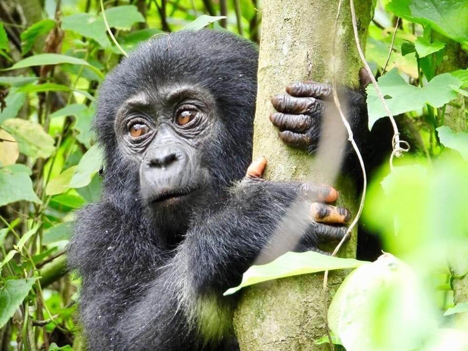 Mountain Gorilla Safari Uganda