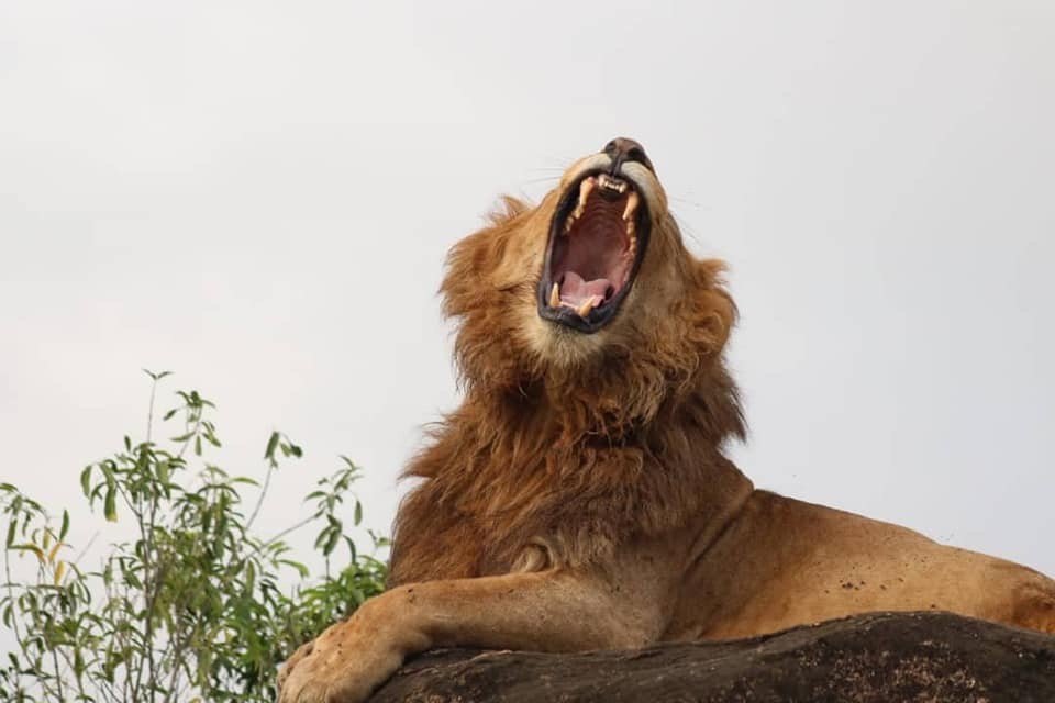 5 Days Wildlife Holiday Safari