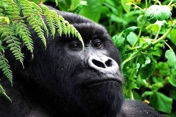 9 Days Best Of Rwanda Safaris 
Rwanda gorilla tours, Dian fossey in Rwanda 