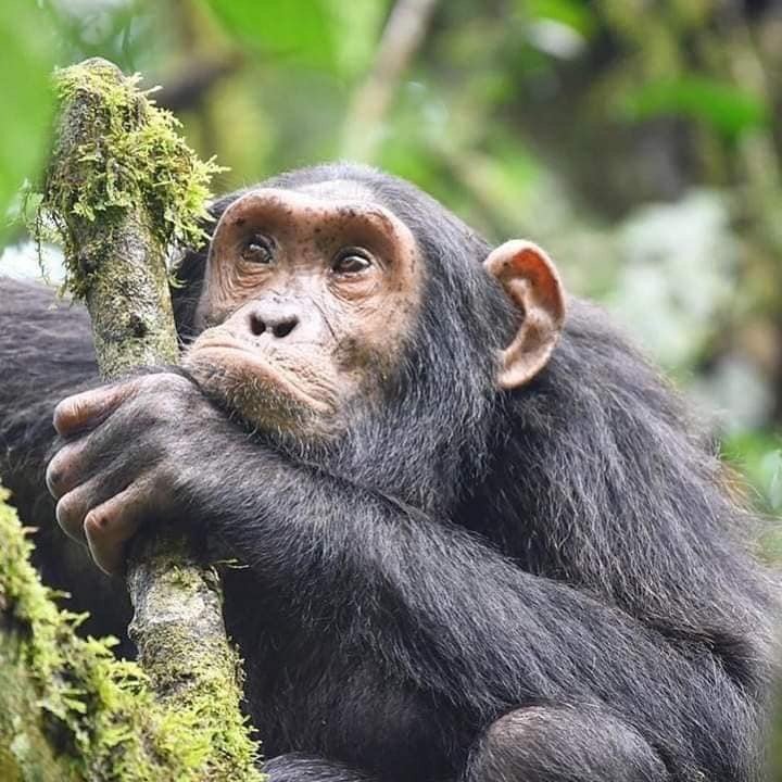 7 Days Gorilla Habituation Experience in Uganda