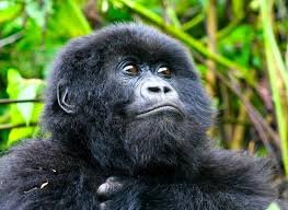 Mountain Gorilla in Africa