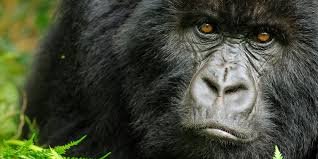 Rwanda Gorilla and primates safaris