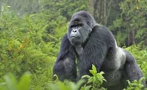 How tall is a gorilla