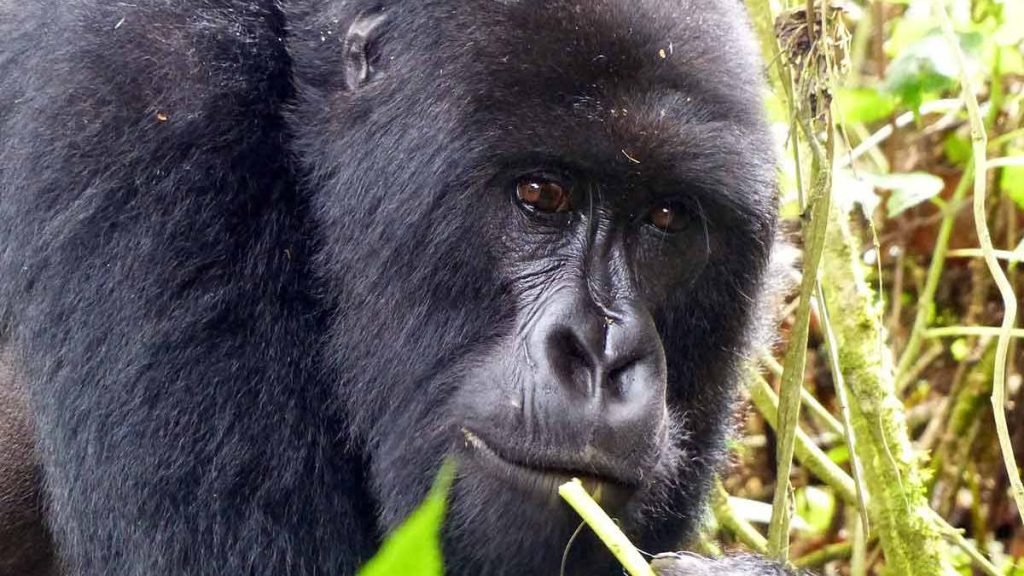4 Days Rwanda Gorilla  Safari