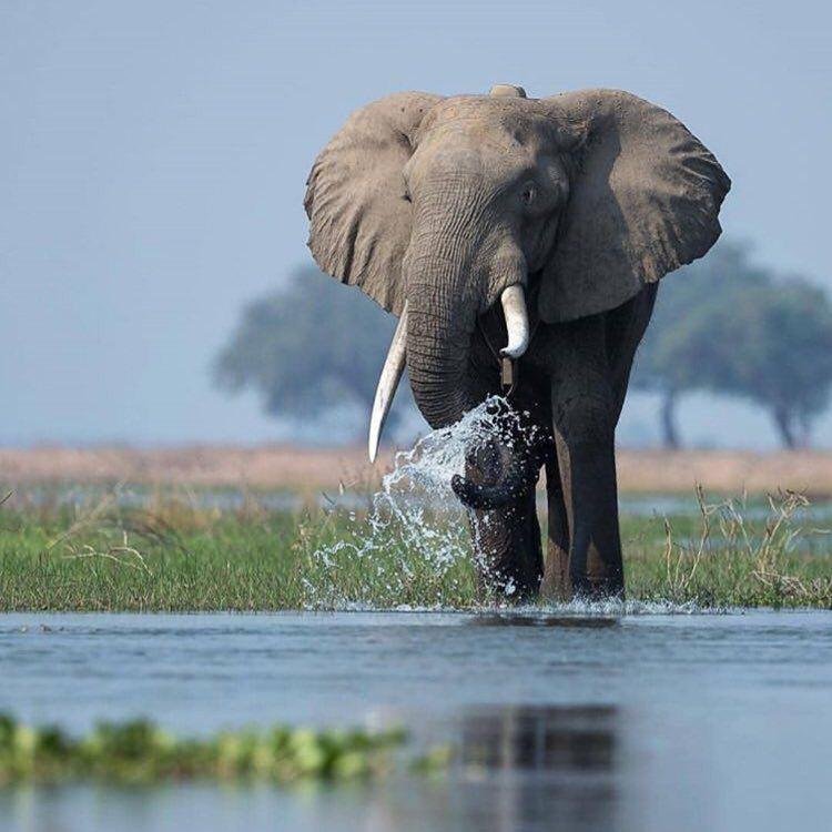 Best Selling Uganda Safaris