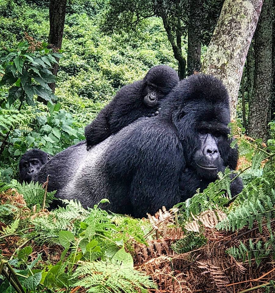9 Days Gorillas Combined