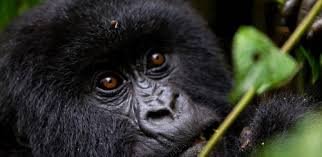 4 Days Lowland Gorilla trekking