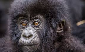 Why you should visit Uganda