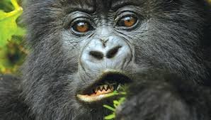 Best Gorilla trekking