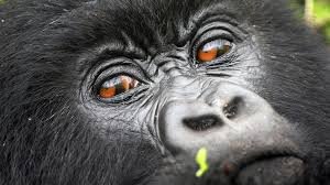 4 days Flying Gorilla safaris