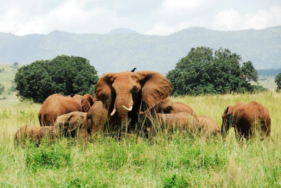 Flying Safari in Uganda - Uganda Safaris