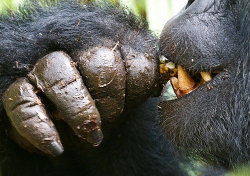 8 Days Rwanda Uganda Gorilla Safaris