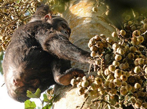 Chimpanzee life cycle