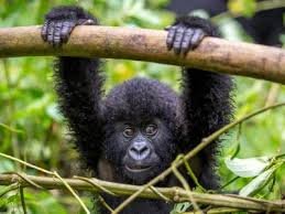 Gorillas permit in Uganda