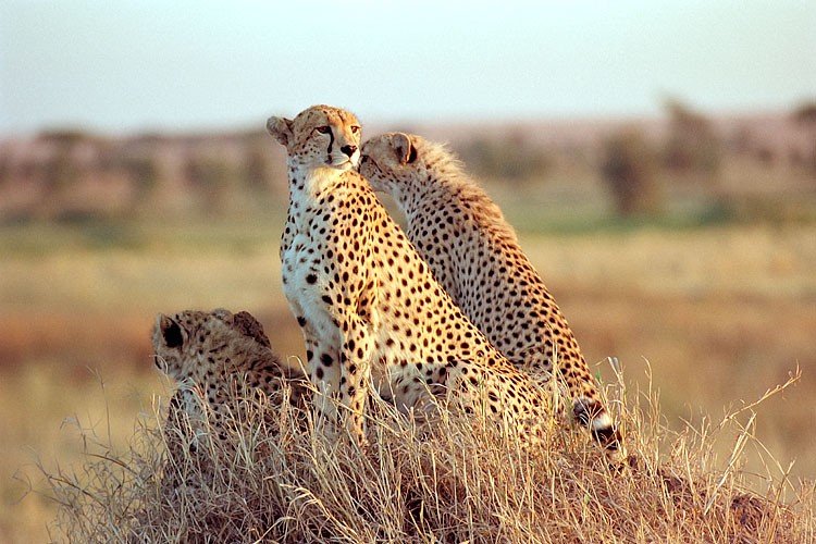 Flying Safari in Uganda